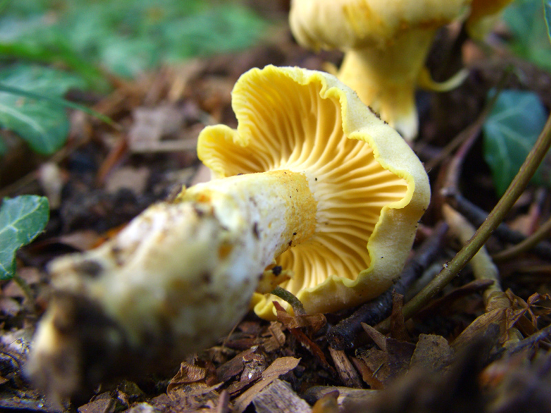 cantharellus cibarius?